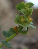 Euphorbia petrophila