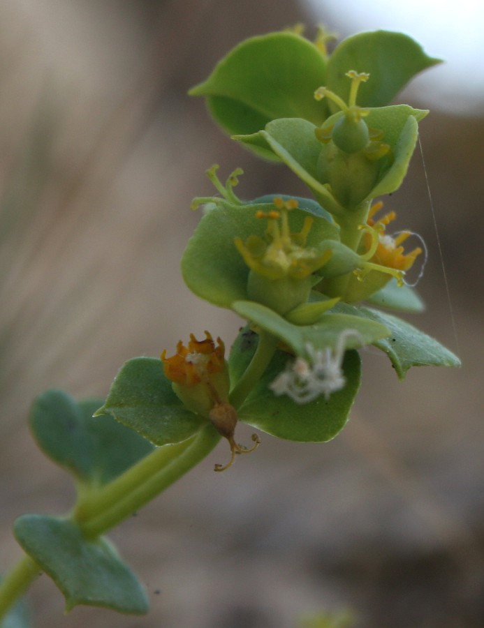 Image of Euphorbia petrophila specimen.