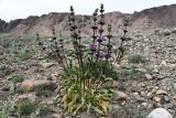 Phlomoides zenaidae