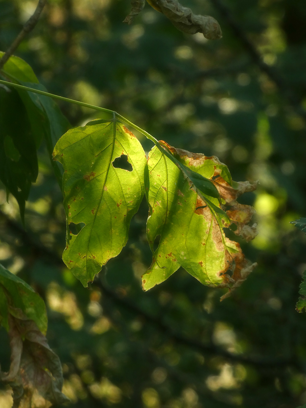 Изображение особи Cornus mas.
