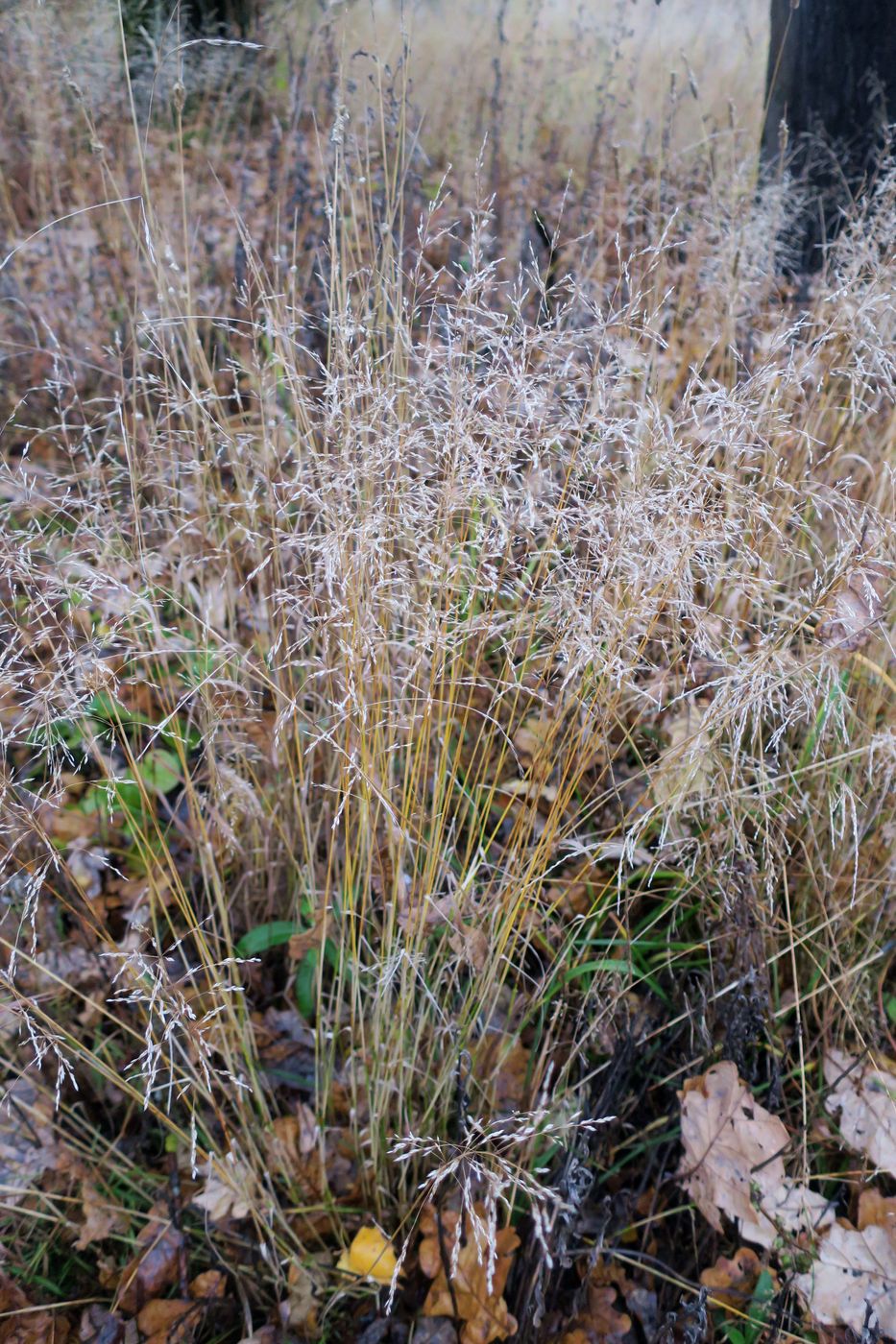 Изображение особи Deschampsia cespitosa.