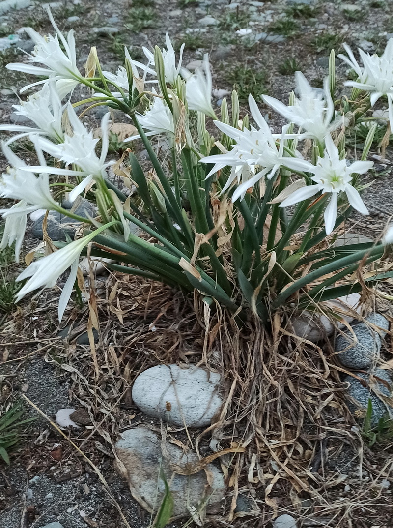 Изображение особи Pancratium maritimum.