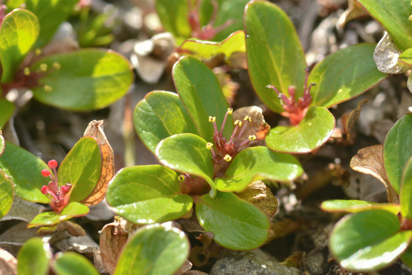 Изображение особи Salix erythrocarpa.