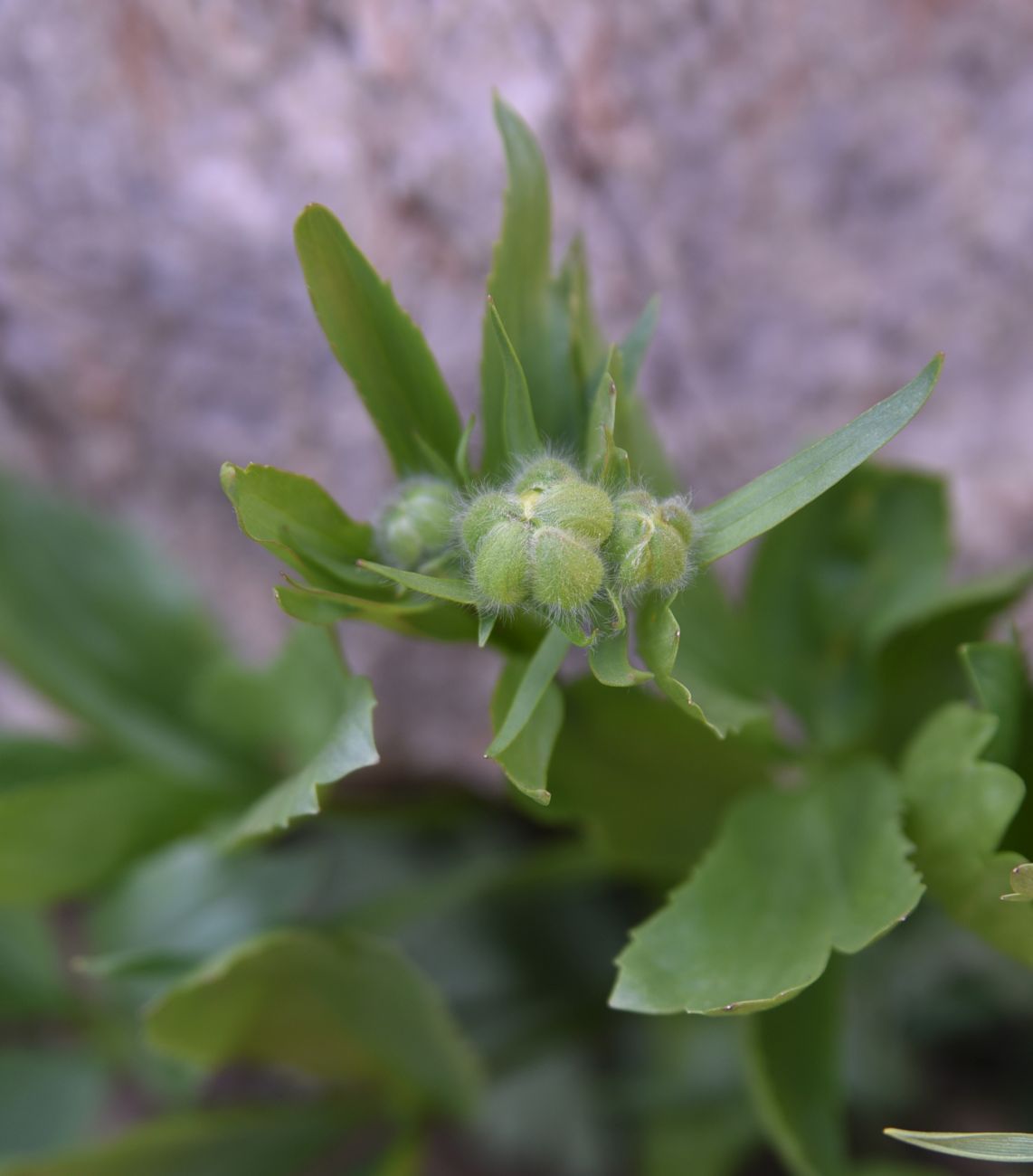 Image of genus Ranunculus specimen.