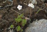 Androsace capitata