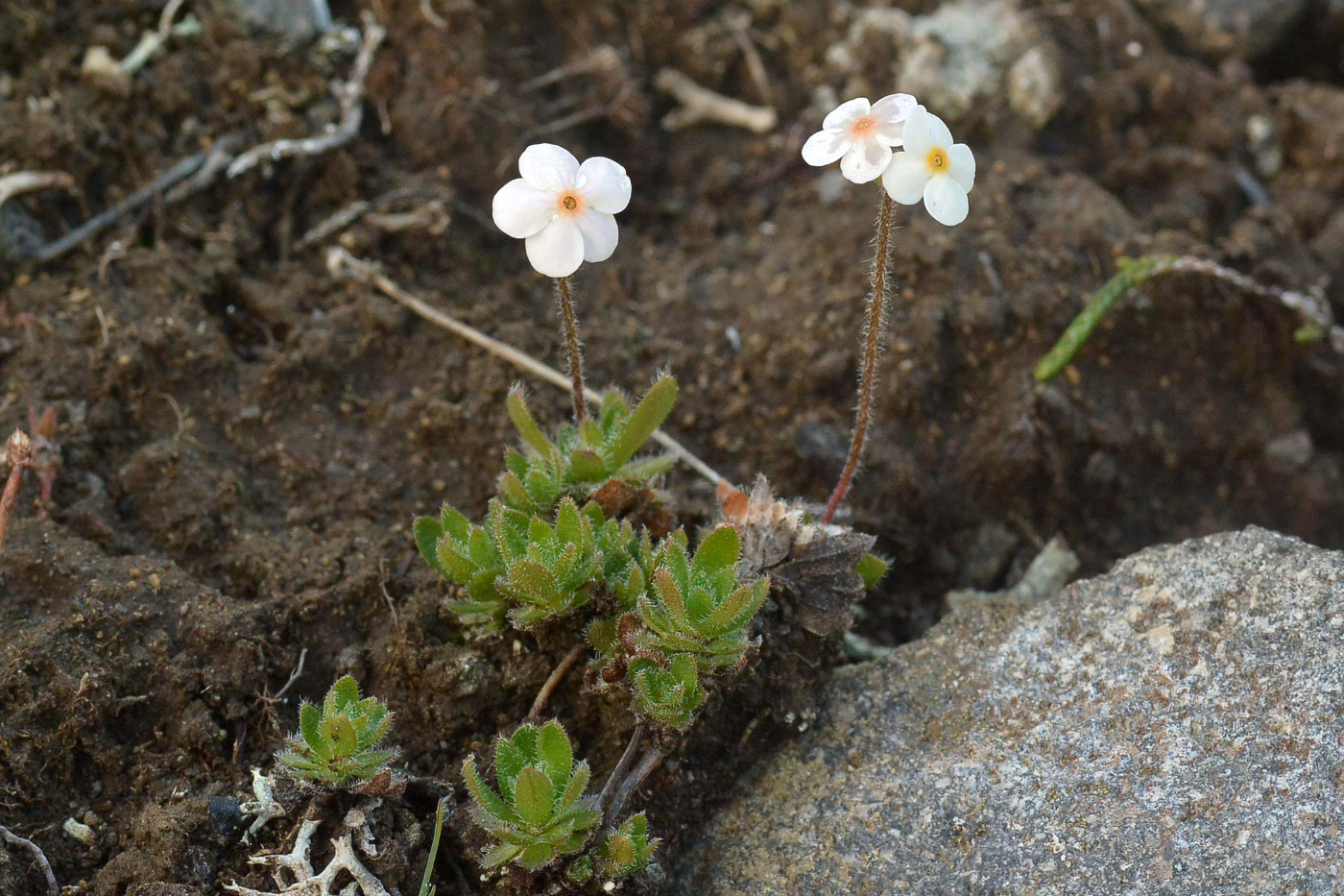 Изображение особи Androsace capitata.