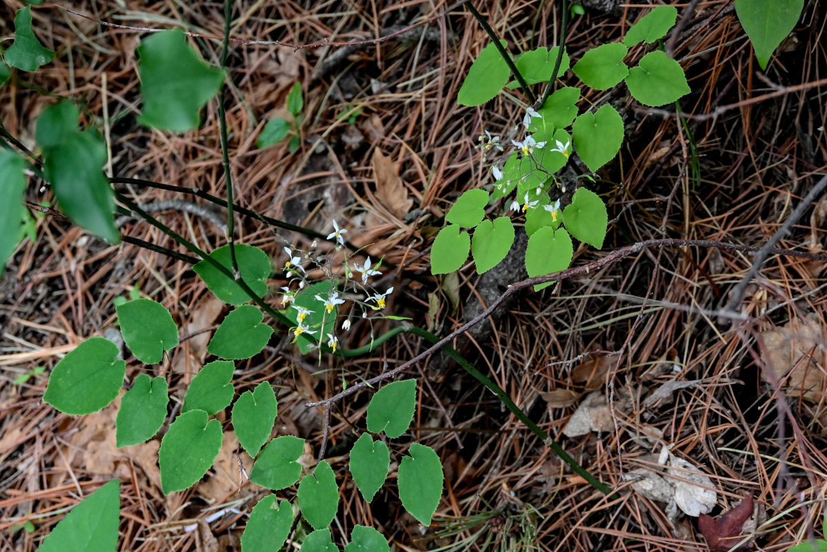 Изображение особи род Epimedium.