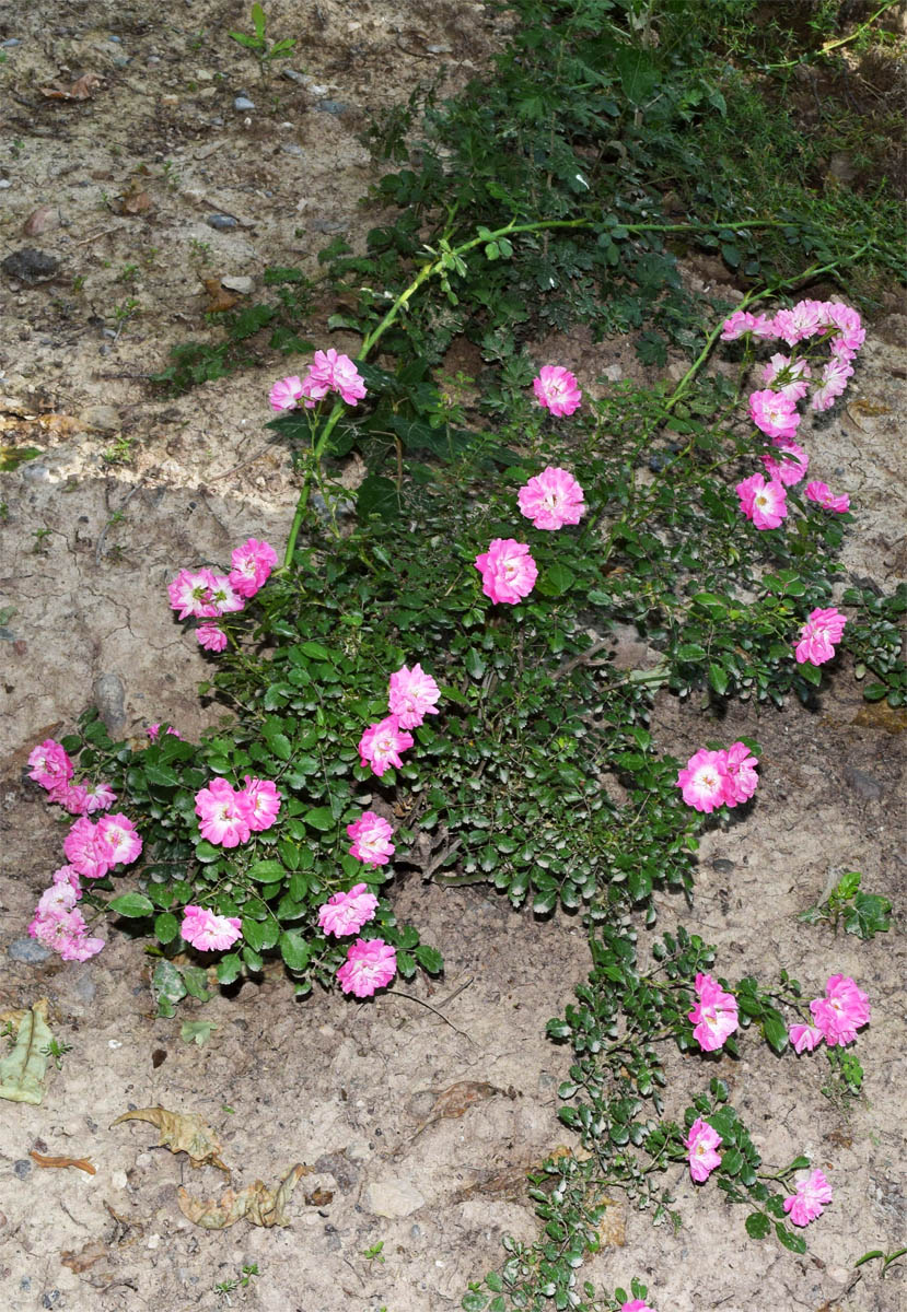 Изображение особи род Rosa.