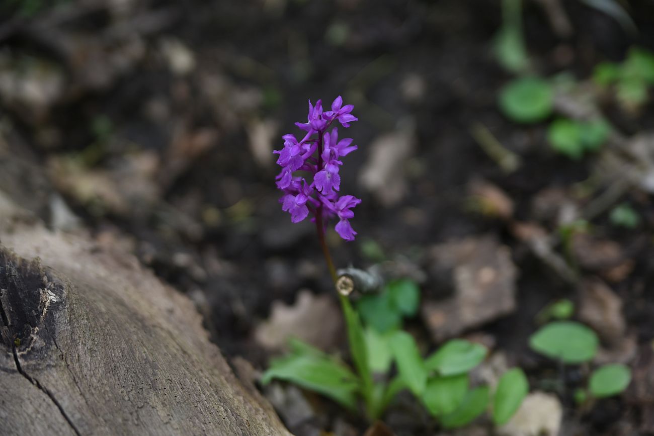 Изображение особи Orchis mascula.