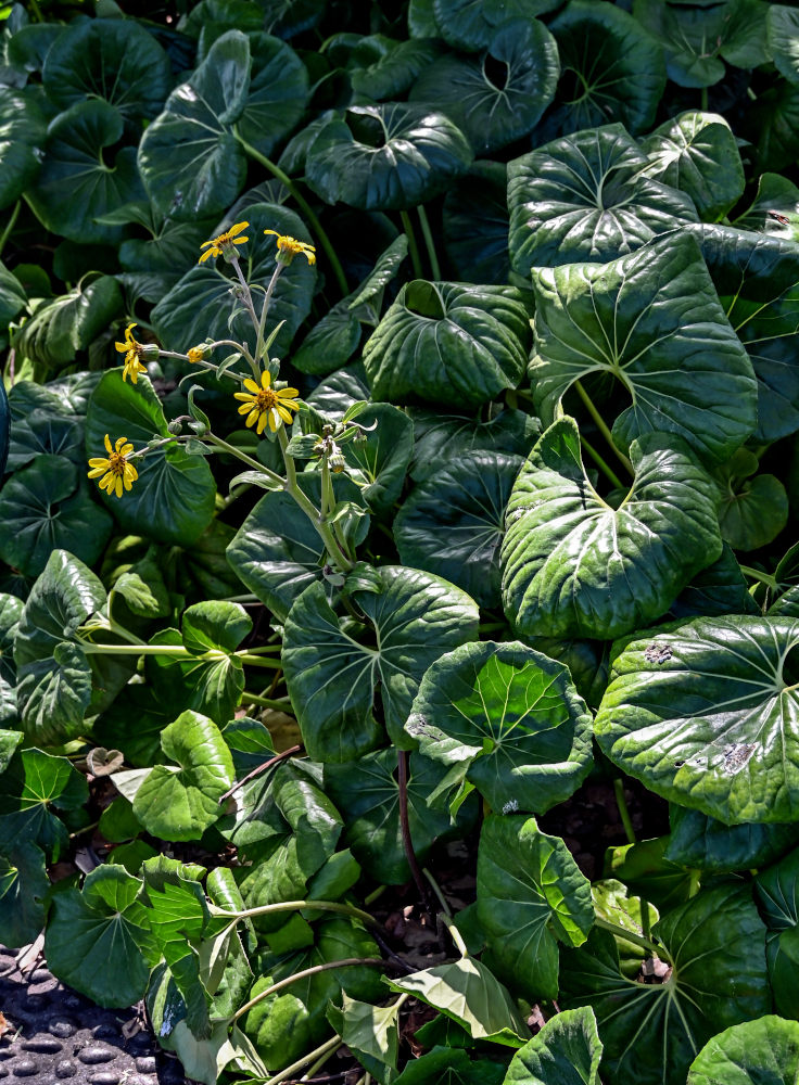 Изображение особи Farfugium japonicum.
