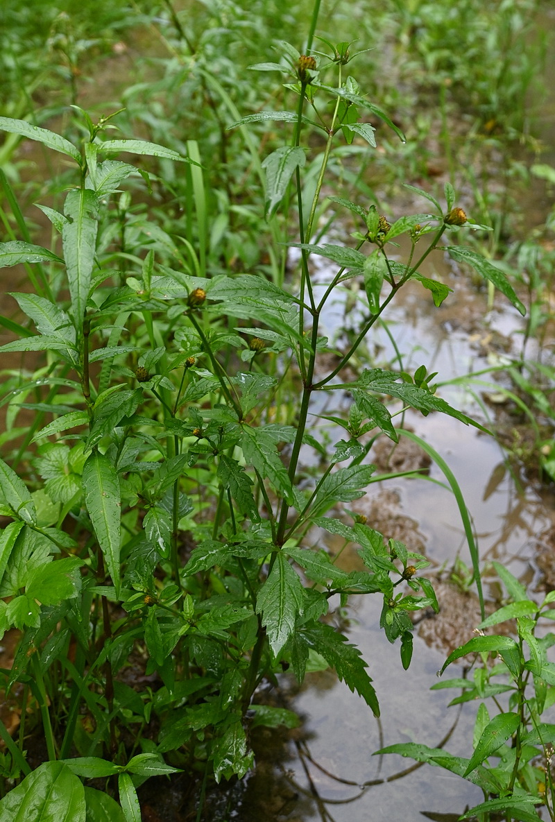 Image of Bidens tripartita specimen.