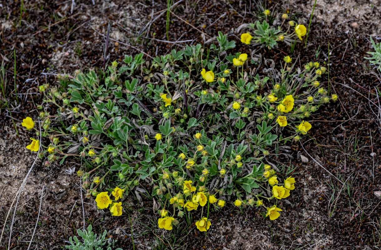 Изображение особи Potentilla incana.