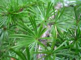 Larix cajanderi. Ветвь с укороченными побегами. Сахалин, окр. г. Южно-Сахалинска. Август 2010 г.