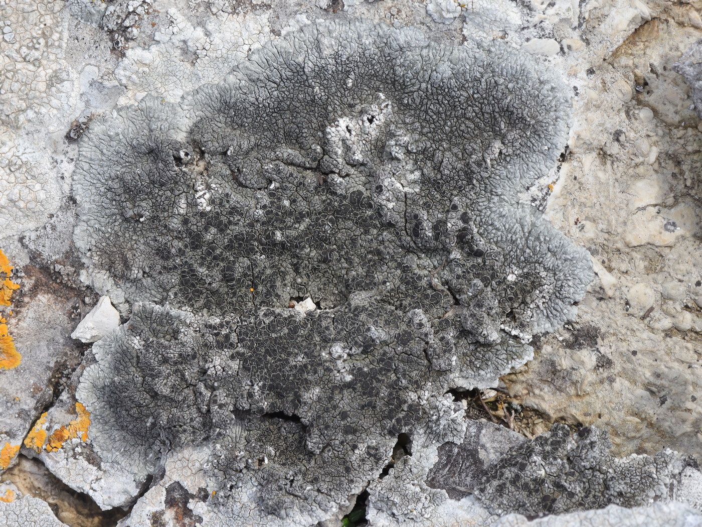 Image of Lobothallia radiosa specimen.