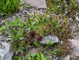 род Sempervivum. Вегетирующие растения. Воронежская обл., Белогорский монастырь, альпийская горка. 02.05.2026.