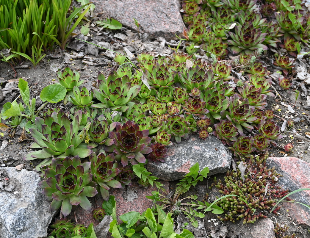 Изображение особи род Sempervivum.