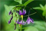 Solanum dulcamara. Соцветие с бутонами и цветками. Московская обл., Раменский р-н, окр. дер. Хрипань, садовый участок. 08.06.2026.