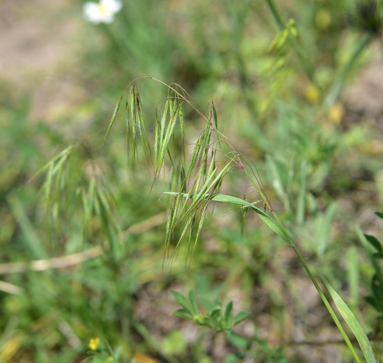 Image of Unknown species specimen.