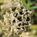Allium schoenoprasum. Соплодие со зрелыми плодами (вид сверху). Санкт-Петербург, Кировский р-н, цветник на бульваре. 03.07.2026.