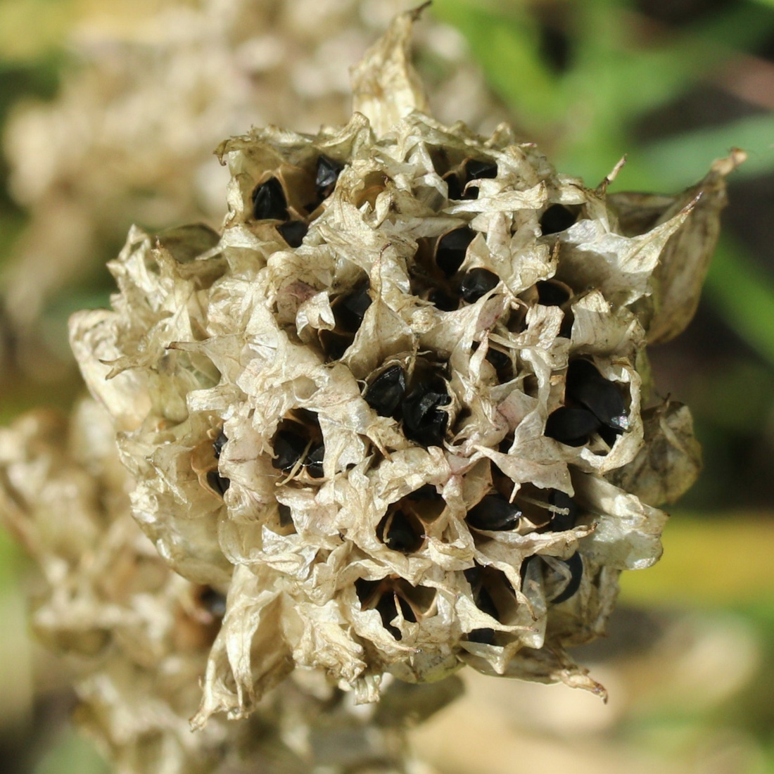 Изображение особи Allium schoenoprasum.