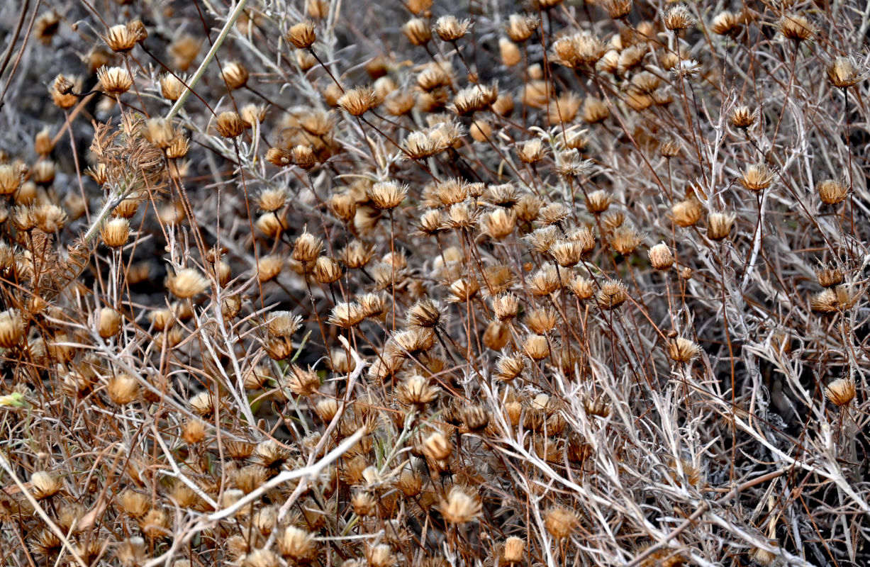 Image of Phagnalon saxatile specimen.