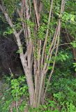 семейство Rosaceae