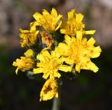 семейство Asteraceae