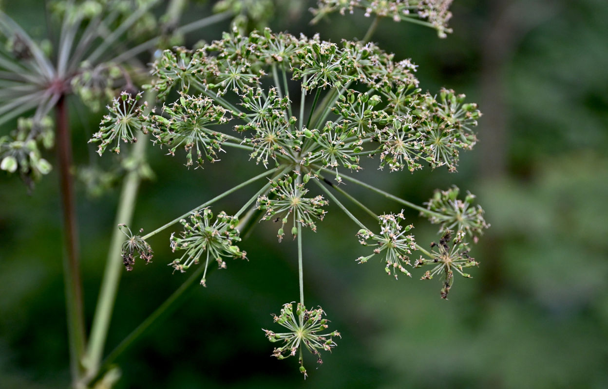 Изображение особи Angelica sylvestris.