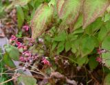 Epimedium rubrum. Цветущие растения. Архангельская обл., о. Большой Соловецкий, Соловецкий ботанический сад, огород лекарственных растений. 09.06.2026.