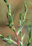 familia Chenopodiaceae. Верхушка веточки. Астрахань, Советский р-н, ул. Адм. Нахимова, обочина пешеходной дорожки, сорное в сообществе с Atriplex и Camphorosma. 19.09.2026.