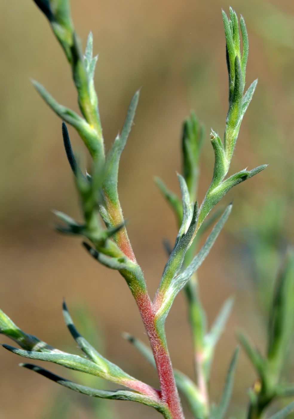 Image of familia Chenopodiaceae specimen.