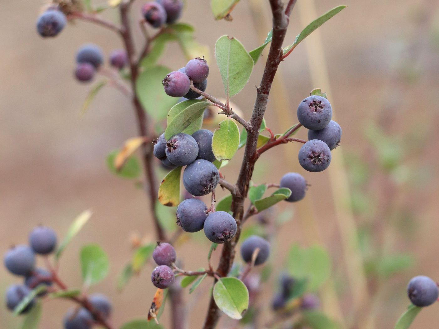 Image of Cotoneaster hissaricus specimen.
