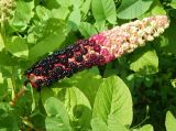 Phytolacca acinosa. Соплодие. Владимирская обл., г. Юрьев-Польский, в культуре. Август 2026 г.