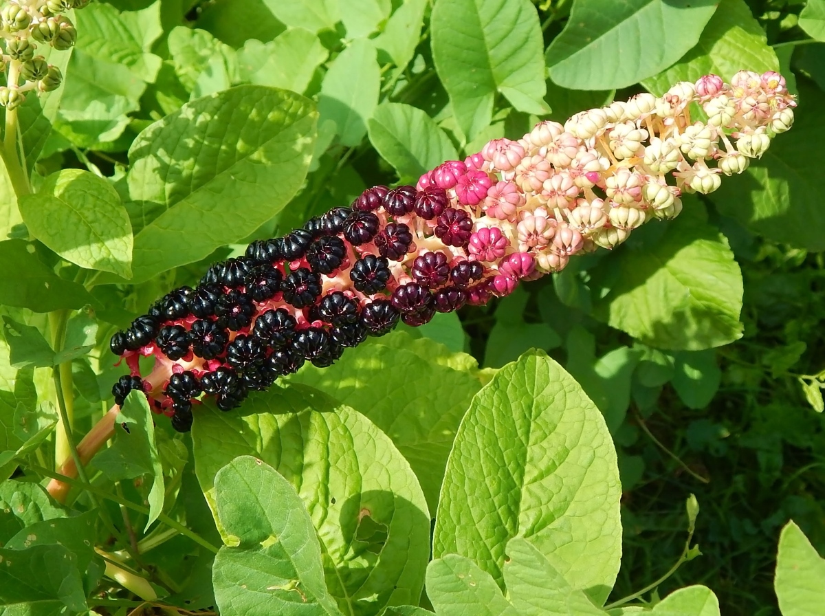 Image of Phytolacca acinosa specimen.