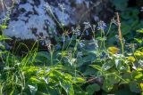 genus Mertensia. Цветущие растения. Хабаровский край, Охотский р-н, окр. горы Тумусах, 800 м н.у.м., щебёночная осыпь у горного озера. 25.08.2026.