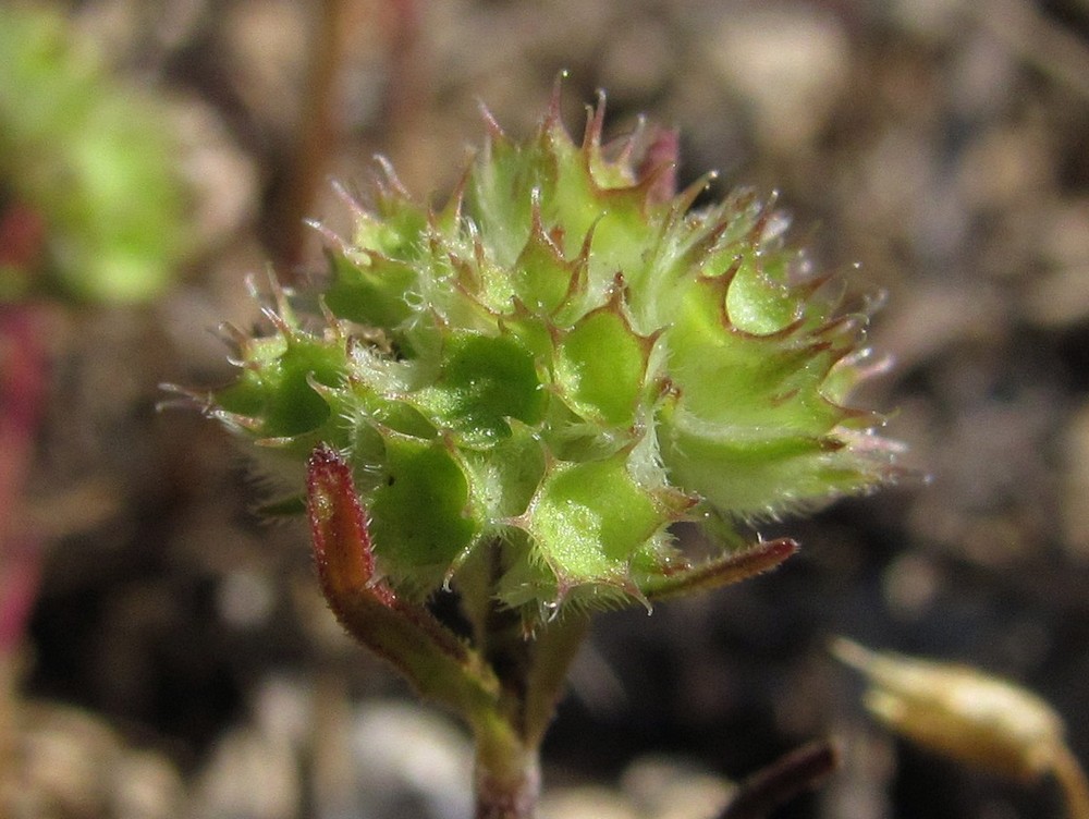 Изображение особи Valerianella coronata.