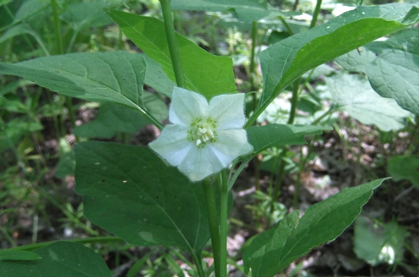 Image of Alkekengi officinarum specimen.