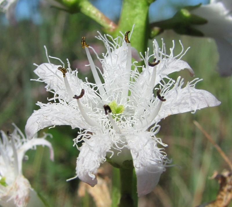 Изображение особи Menyanthes trifoliata.