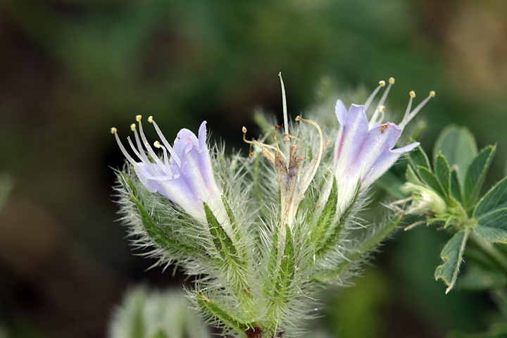 Image of Echium biebersteinii specimen.