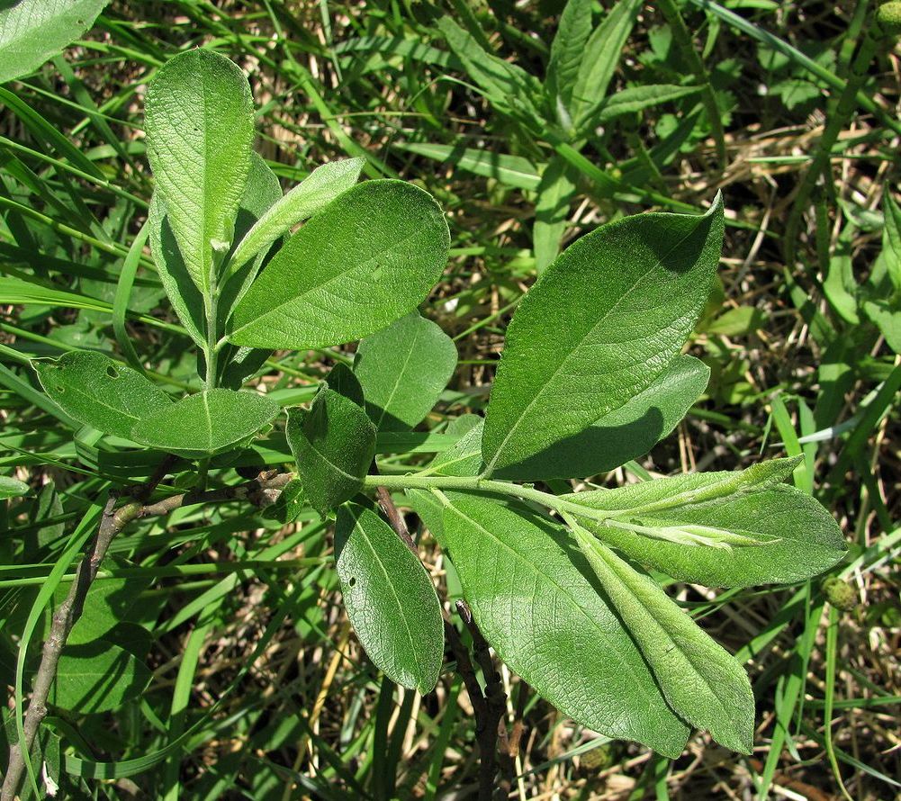 Image of Salix cinerea specimen.