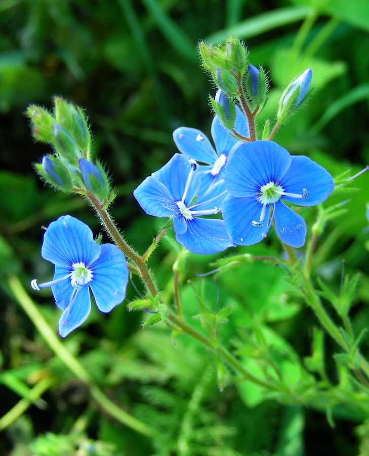 Image of Veronica chamaedrys specimen.
