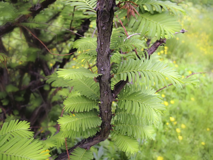 Изображение особи Metasequoia glyptostroboides.