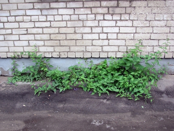 Image of Solanum dulcamara specimen.