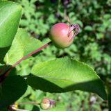 Malus subspecies cerasifera