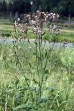 Cirsium setosum. Цветущее растение. Иркутская обл., окр. курорта Усть-Кут. 24.07.2011.
