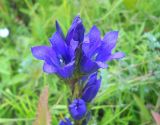 Gentiana pneumonanthe