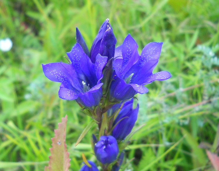 Изображение особи Gentiana pneumonanthe.