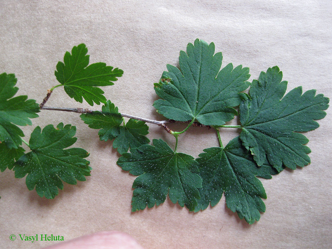 Image of Ribes lucidum specimen.