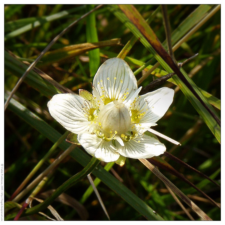 Image of Parnassia palustris specimen.