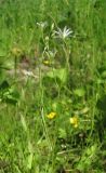 Stellaria palustris